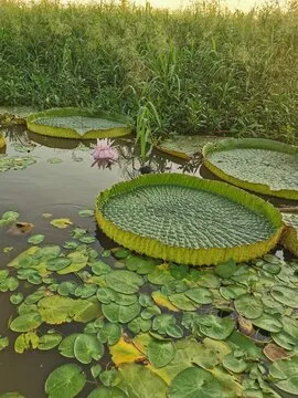 澳洲幸运10计划 品牌图